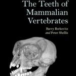 The teeth of mammalian vertebrates