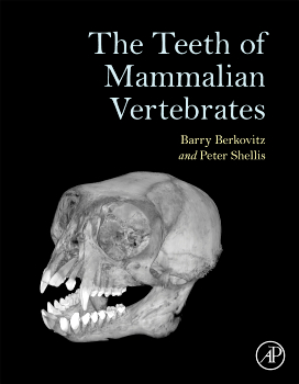 The teeth of mammalian vertebrates